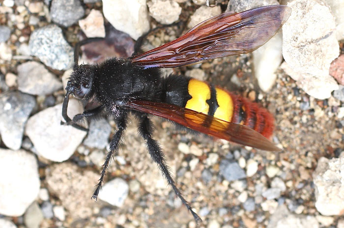 Mammoth Wasp: Megascolia maculata maculata, Scoliidae